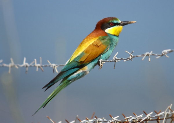 Euoropean bee-eater