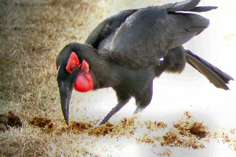 Southern Ground-hornbill