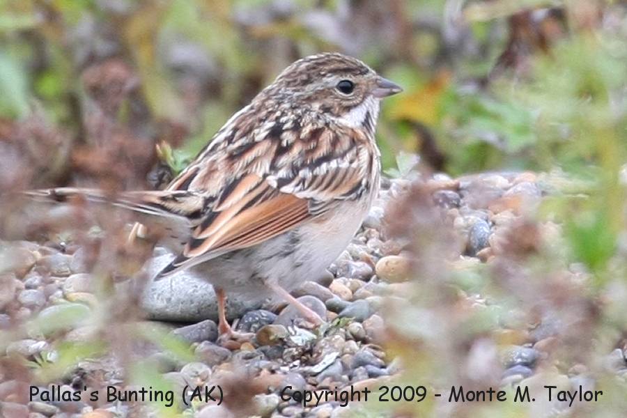 Pallas's Bunting in at least partial juvenal plumage