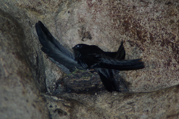 Mossy-nest Swiftlet