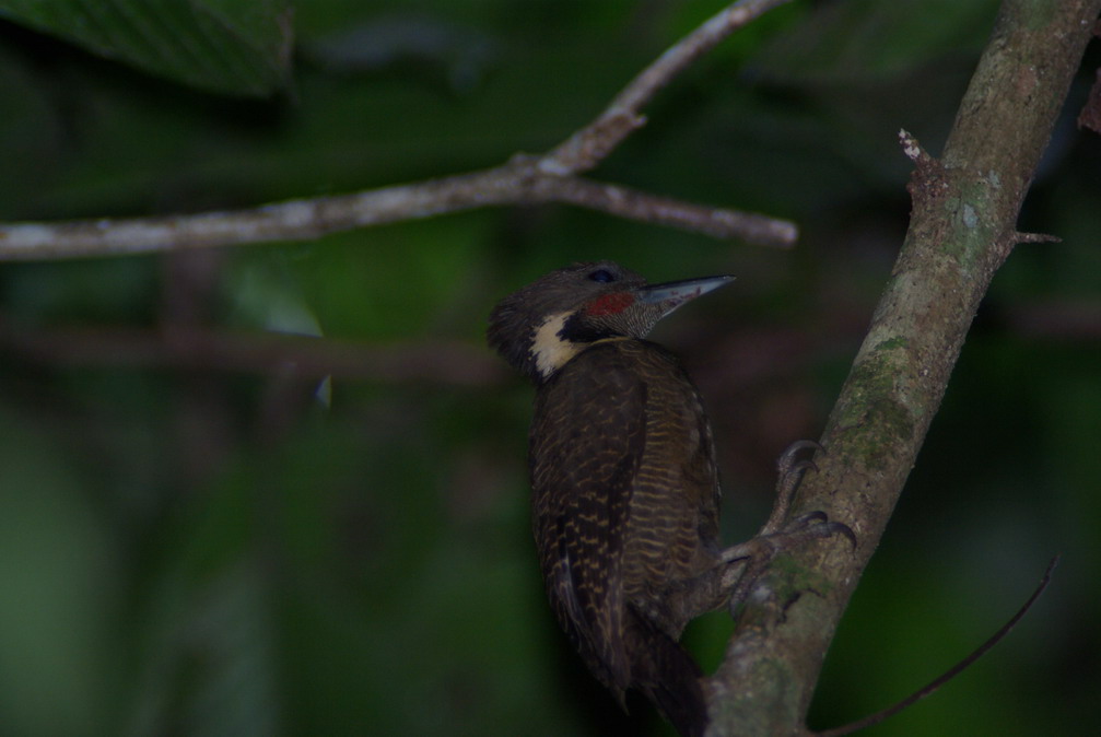 Buff-necked Woodpecker