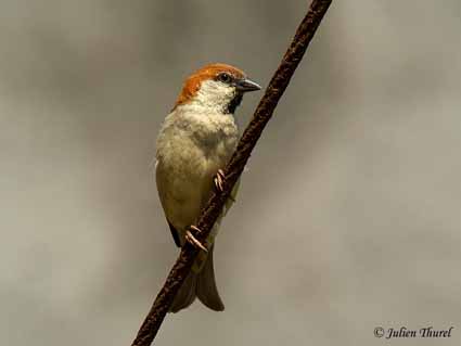 Russet Sparrow (Passer rutilans)