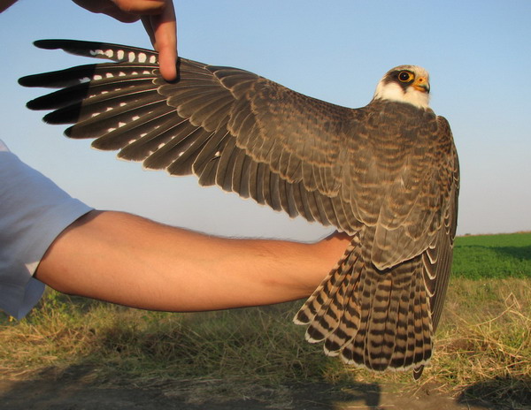 Red-footed Falcon (Falco vespertinus) juvenile
