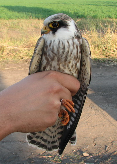 Red-footed Falcon (Falco vespertinus) juvenile