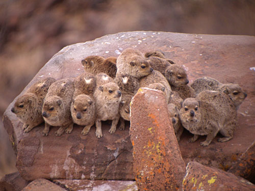 Kaokoveld Rock Hyrax