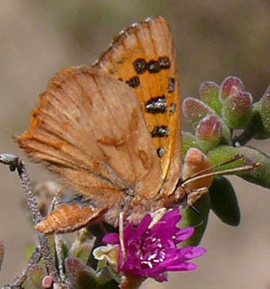 Pan Opal Butterfly