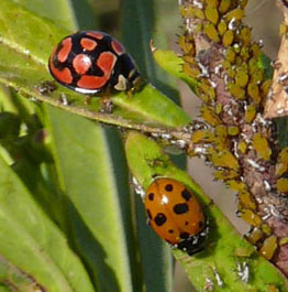 Lunate and Spotted Amber Ladybirds