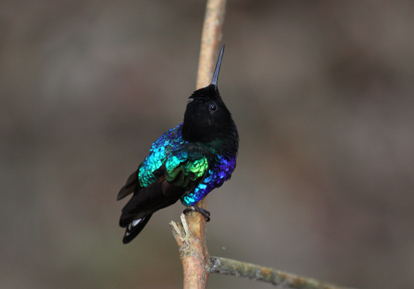 Velvet-purple Coronet