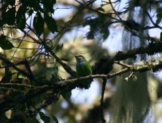 Grauer's Green Broadbill