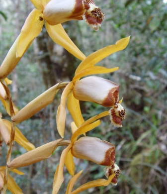 Unideintified Orchid
