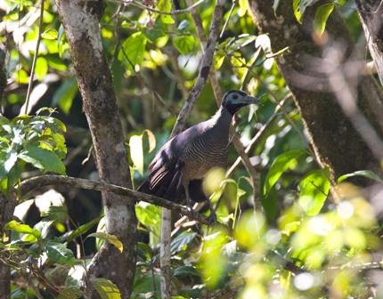Bornean Ground-Cuckoo
