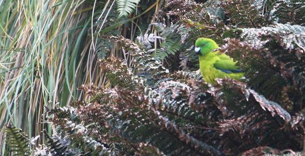 Antipodes Green Parakeet