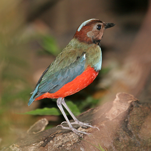 Red-bellied Pitta