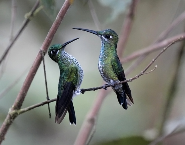 Green-crowned Brilliants