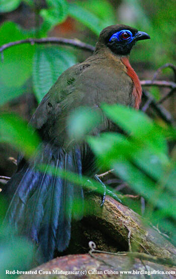 Red-breasted Coua