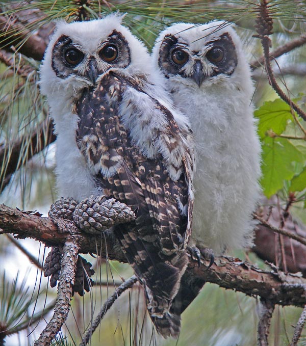 Madagascar Long-eared Owl