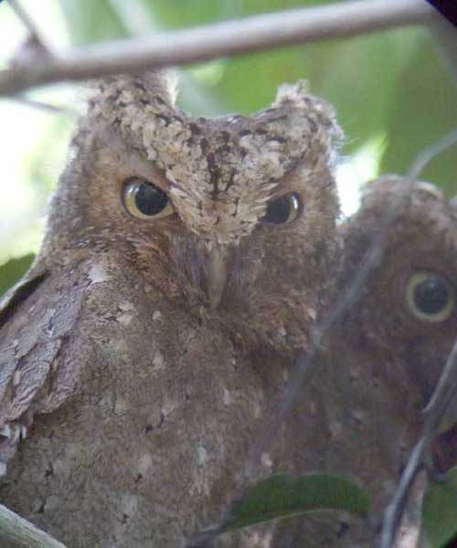 Sokoke Scops-Owl