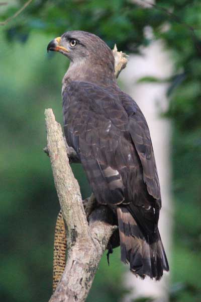 Southern Banded Snake-Eagle