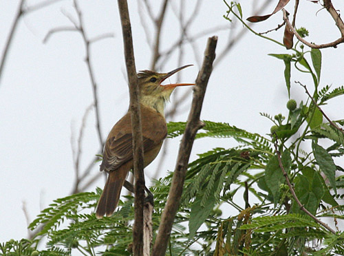Nightingale Reed-Warbler