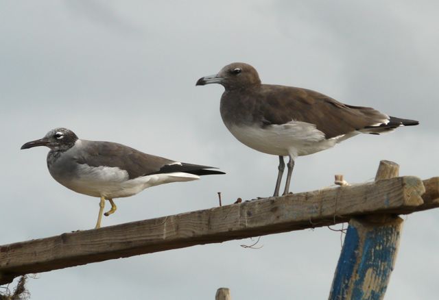 White-eyed Gull and Sooty Gull