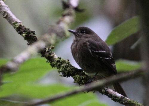 Andean Tyrant