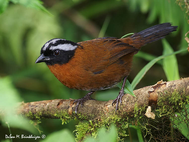 TANAGER FINCH