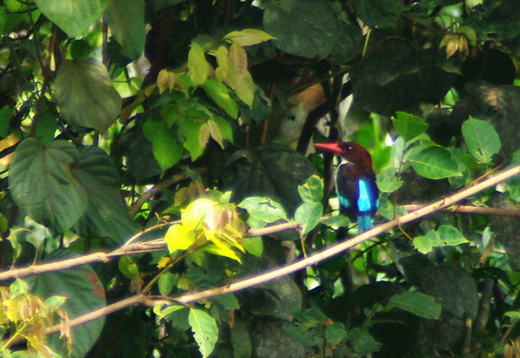Chocolate-backed Kingfisher