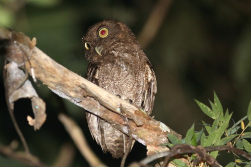 Chocó (Vermiculated) Screech-Owl