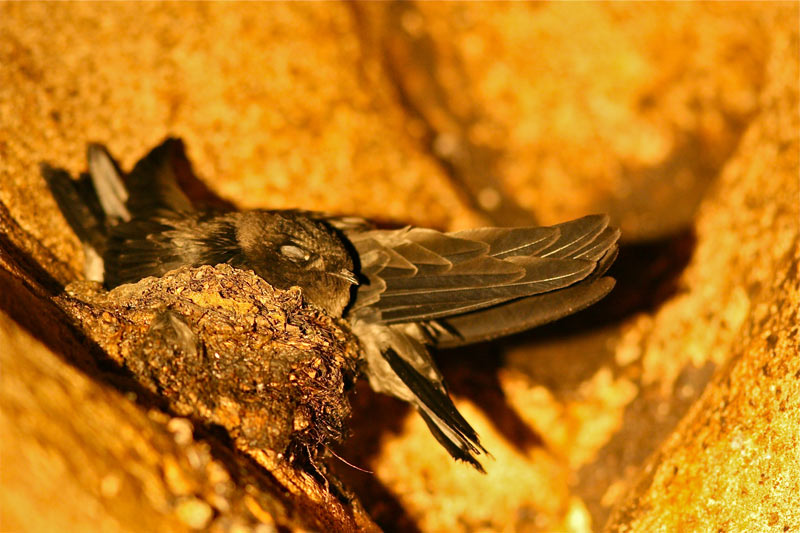 Mossy Nest Swiftlet