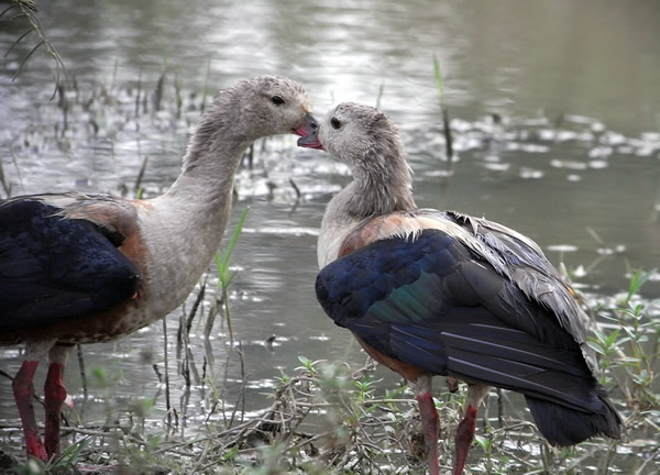 Orinoco Goose