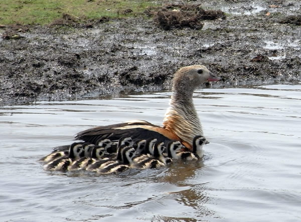 Orinoco Goose