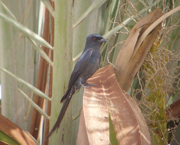 Ashy Drongo (1st for WP!)