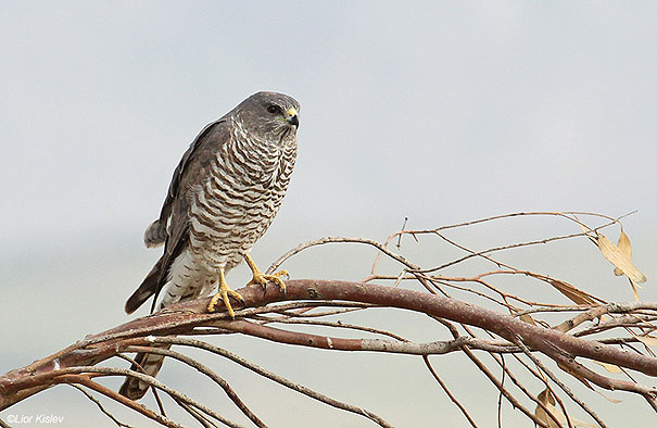  Levant Sparrowhawk