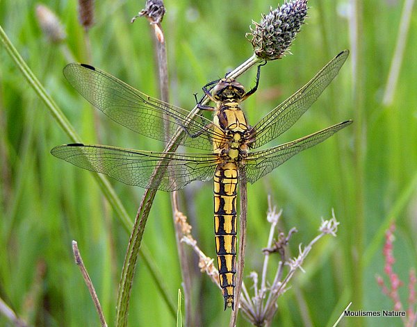 Black-tailed Skimmer imm. male