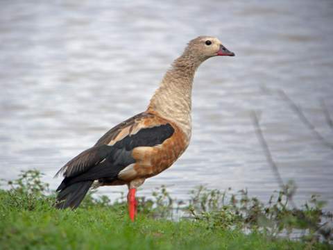 Orinoco Goose