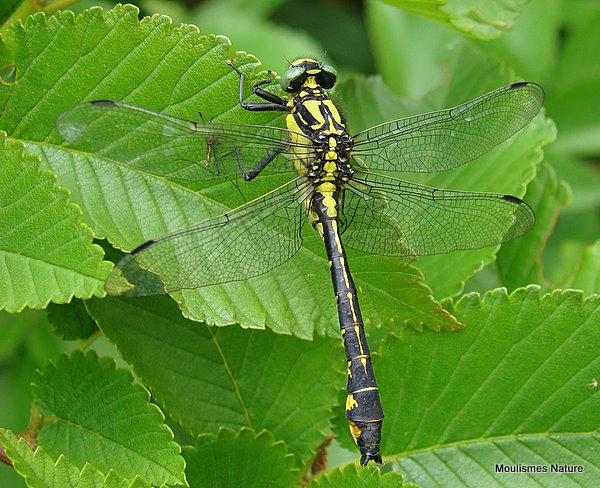 Club-tailed Dragonfly imm. male