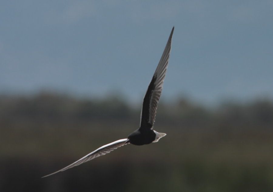 White Winged Black Tern