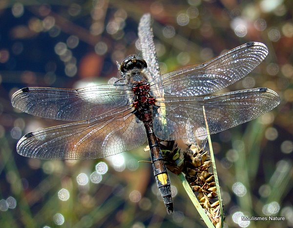 Large White-faced Darter male