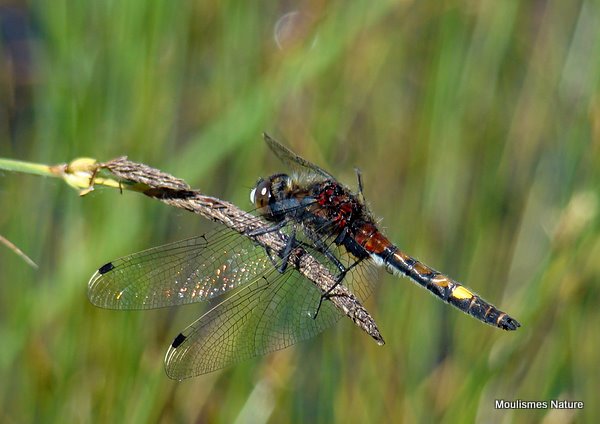 Large White-faced Darter male