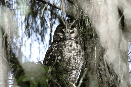 Abyssinian Long-eared Owl