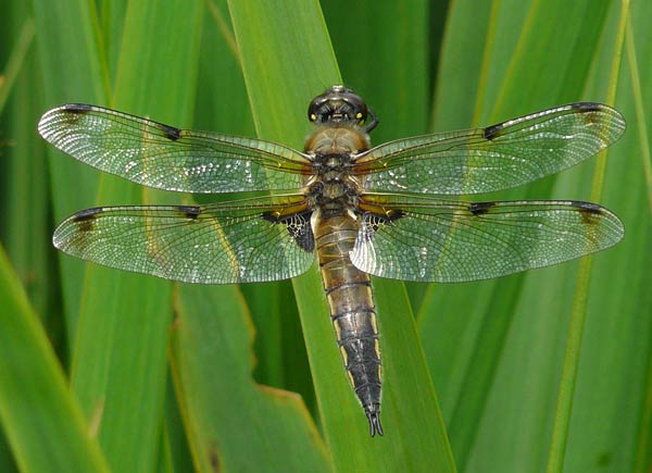 Four-spotted Chaser ( Libellula quadrimaculata )