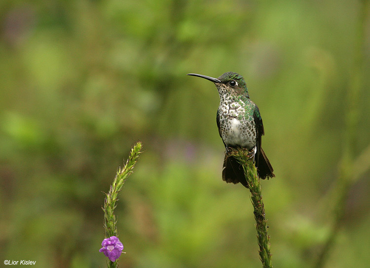 Many-spotted Hummingbird  