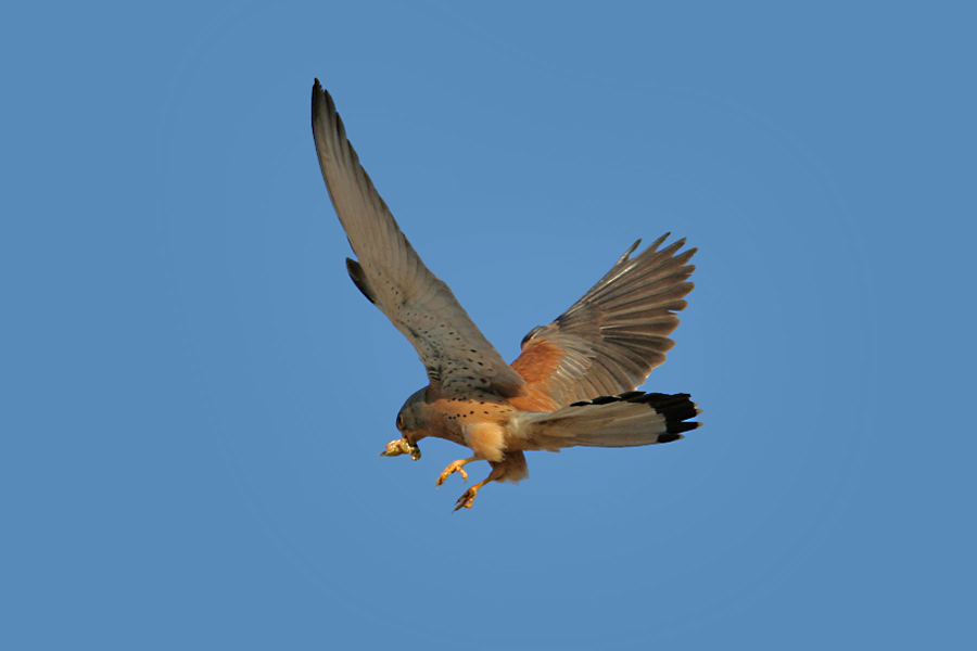 Lesser Kestrel - Adult males are awlays easier to tell in flight. We have a few new nest box sites down this way now