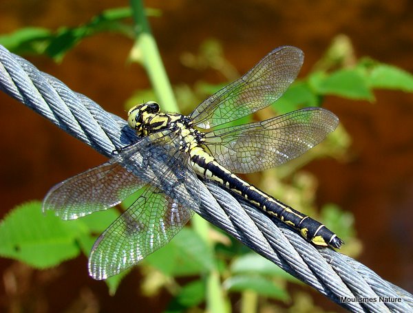 Club-tailed Dragonfly, mature female