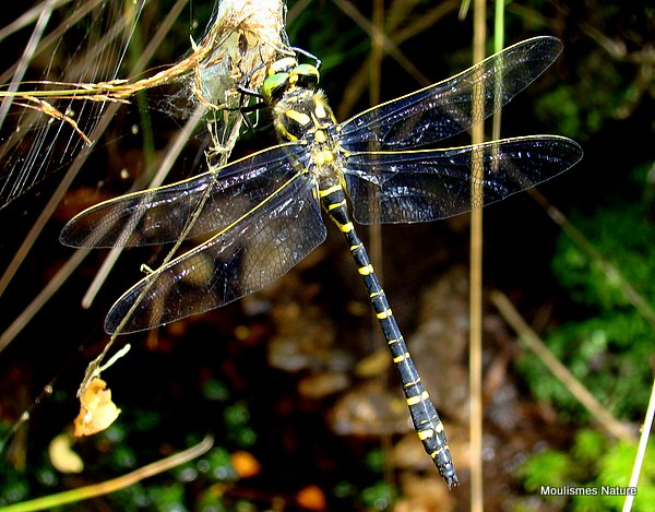 Golden-ringed Dragonfly male