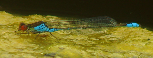 Small Red-Eyed Damselfly