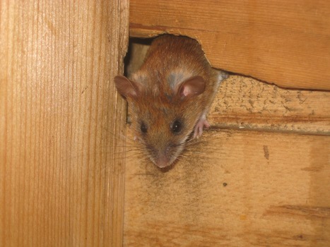 Large Japanese Field Mouse