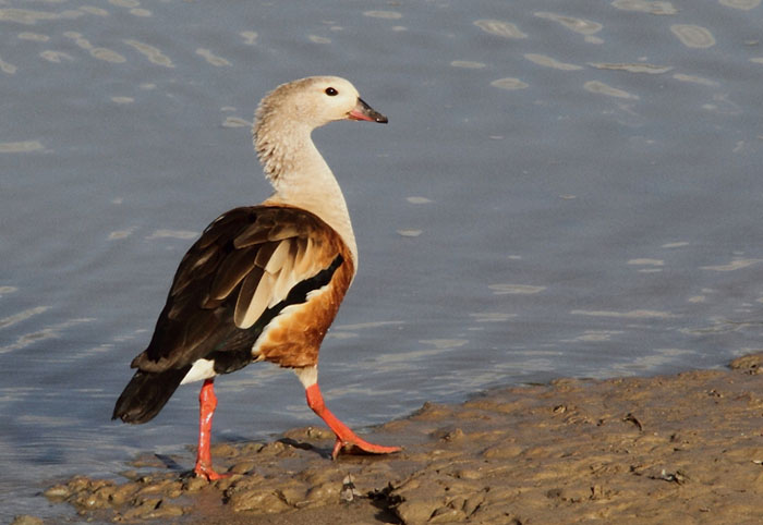 Orinoco Goose