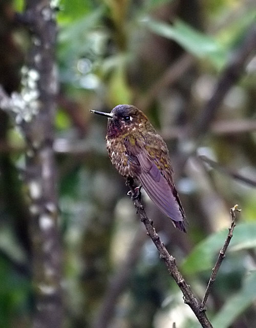 VIOLET-THROATED METALTAIL