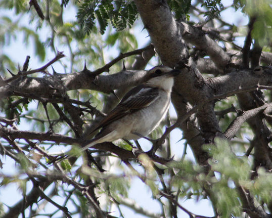 imm. common fiscal of one of the western races, Latakoo shrike?